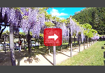 Shirai-Ohmachi Rattan park コウノトリが見た「白井大町藤公園」【兵庫・朝来】