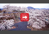 the beautiful Heritage in Japan Takeda Castle